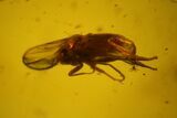 Fossil Fly, Mite and Springtail Association in Baltic Amber #150758-1